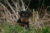 WELSH TERRIER 161